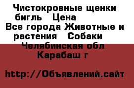 Чистокровные щенки бигль › Цена ­ 15 000 - Все города Животные и растения » Собаки   . Челябинская обл.,Карабаш г.